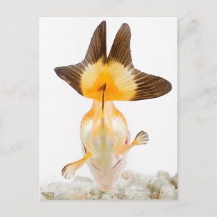Goldfish (Carassius auratus) 2 Postcard