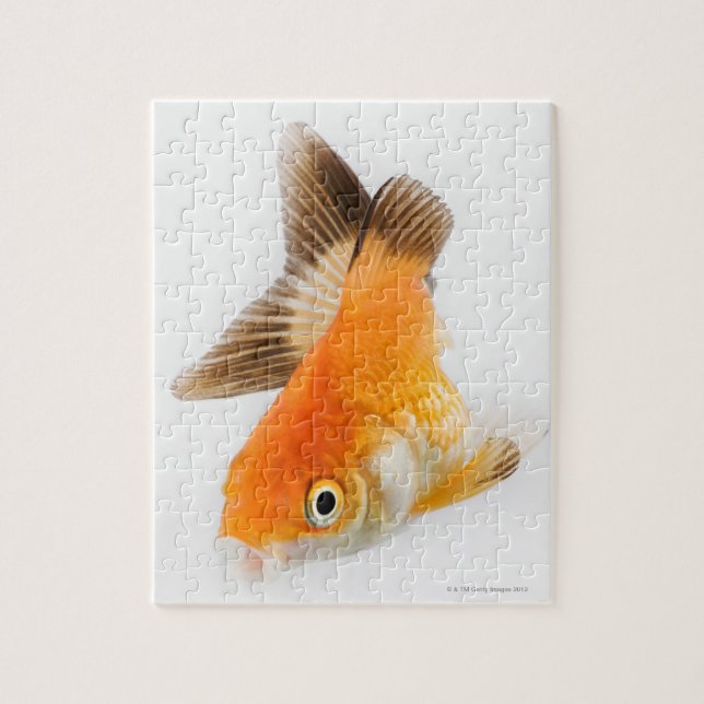 Goldfish (Carassius auratus) Jigsaw Puzzle (Vertical)