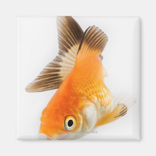Goldfish (Carassius auratus) Magnet (Front)