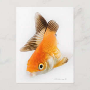 Goldfish (Carassius auratus) Postcard