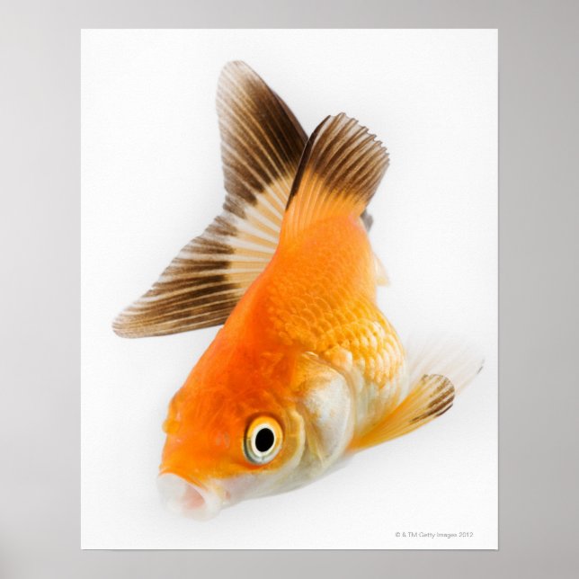 Goldfish (Carassius auratus) Poster (Front)