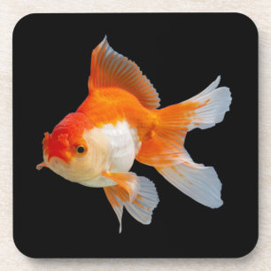 Goldfish Coaster