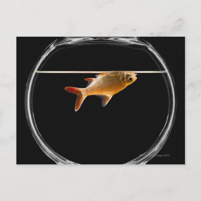 Goldfish in bowl 2 postcard (Front)
