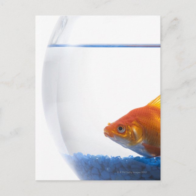 Goldfish in bowl on white background postcard (Front)