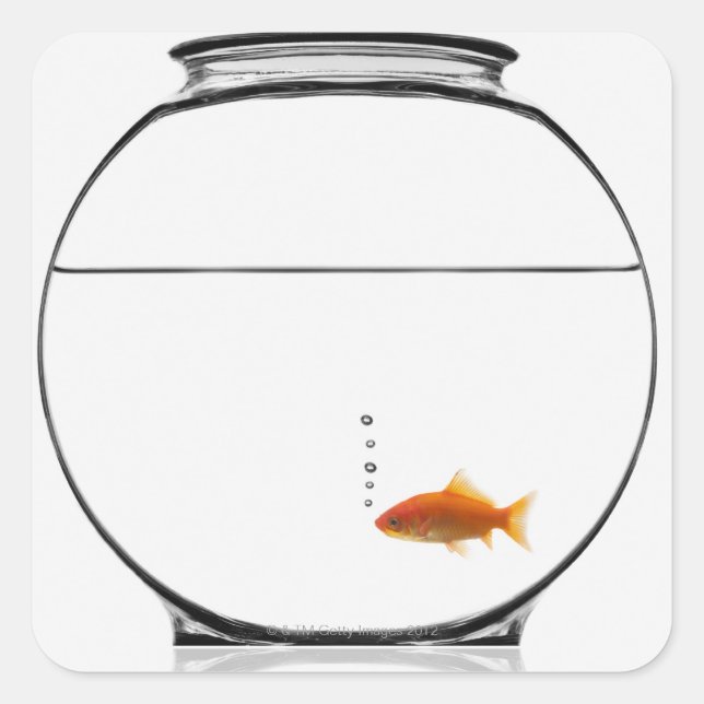 Goldfish in bowl square sticker (Front)