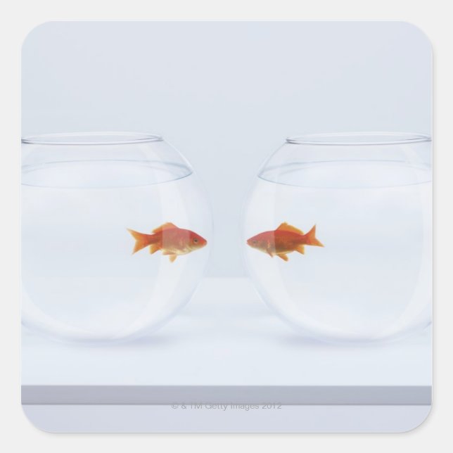 Goldfish in separate fishbowls looking face to fac square sticker (Front)