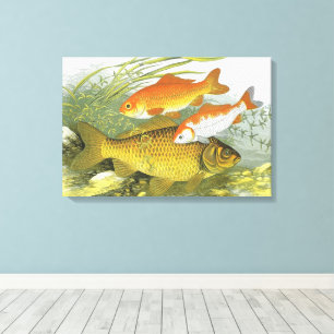 Goldfish Koi Fish, Vintage Marine Aquatic Sea Life Canvas Print