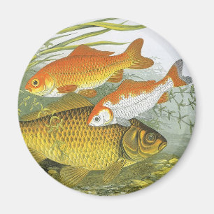 Goldfish Koi Fish, Vintage Marine Aquatic Sea Life Magnet