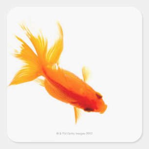 Goldfish, overhead view square sticker