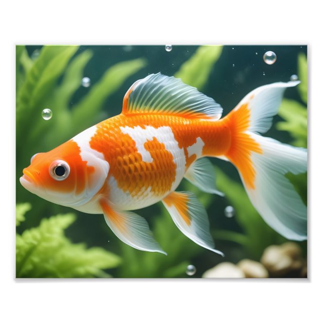 Goldfish Photo Print (Front)