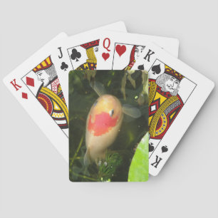 Goldfish Playing Cards