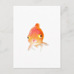 Goldfish Postcard