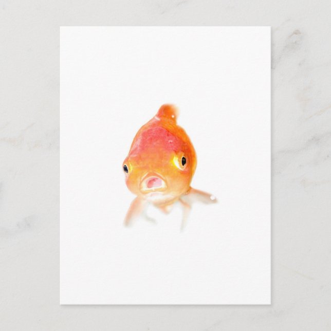 Goldfish Postcard (Front)