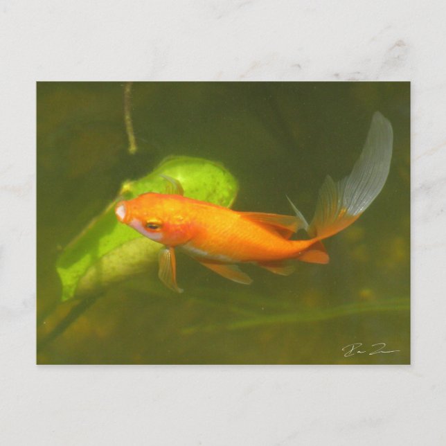 goldfish postcard (Front)