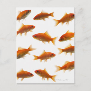 Goldfish Postcard