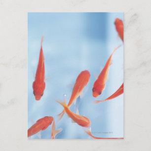 Goldfish Postcard