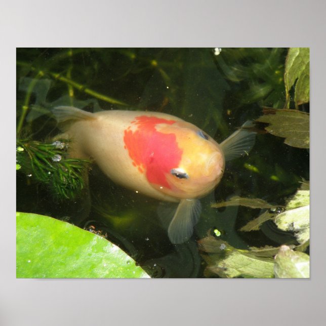 Goldfish Print (Front)