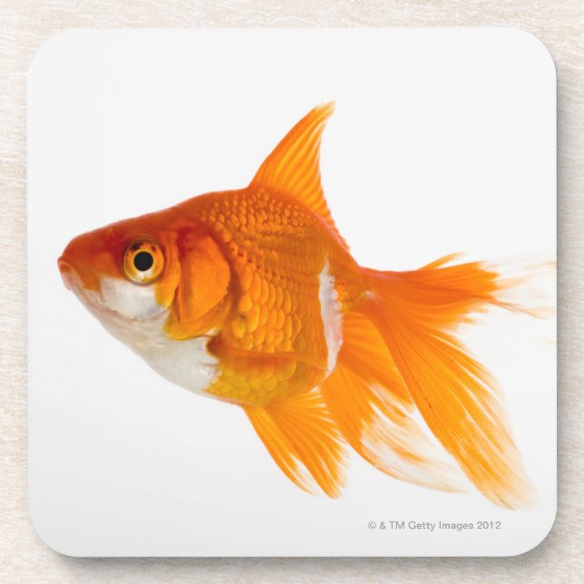 Goldfish, side view coaster (Front)