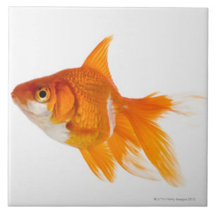 Goldfish, side view tile