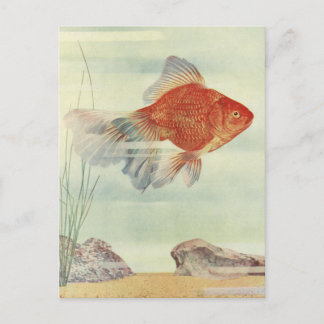 Goldfish T-Shirts, Cards & Gifts!