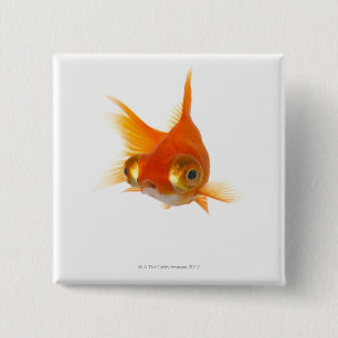 Goldfish with Big eyes 15 Cm Square Badge