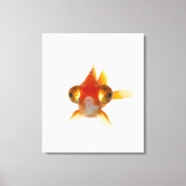 Goldfish with Big eyes 2 Canvas Print (Front)