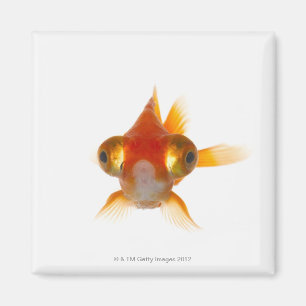 Goldfish with Big eyes 2 Magnet