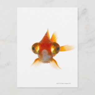 Goldfish with Big eyes 2 Postcard