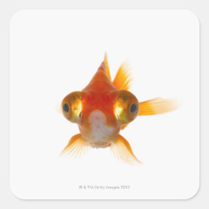 Goldfish with Big eyes 2 Square Sticker