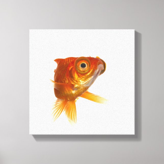 Goldfish with Big eyes 3 Canvas Print (Front)