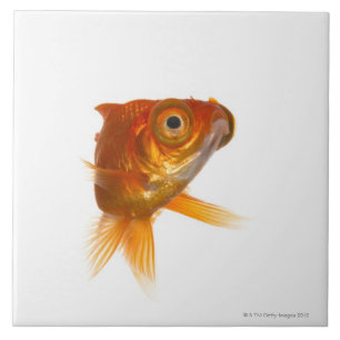 Goldfish with Big eyes 3 Tile