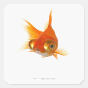 Goldfish with Big eyes Square Sticker