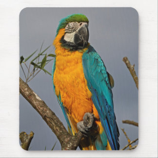 Goldie Blue Mousemat