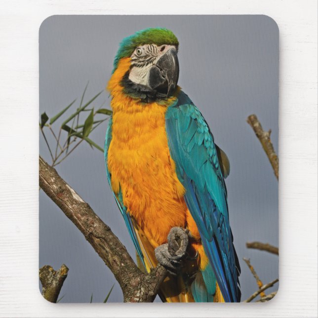 Goldie Blue Mousemat (Front)