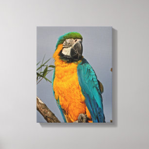 Goldie Blue Wrapped Canvas Print