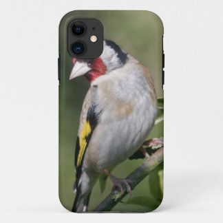 Goldie iPhone 5 Case-Mate Case