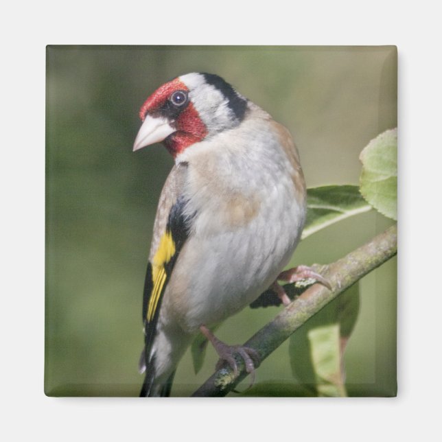 Goldie Magnet (Front)