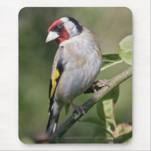 Goldie Mousemat