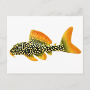 Goldy Sunshine Pleco Postcard