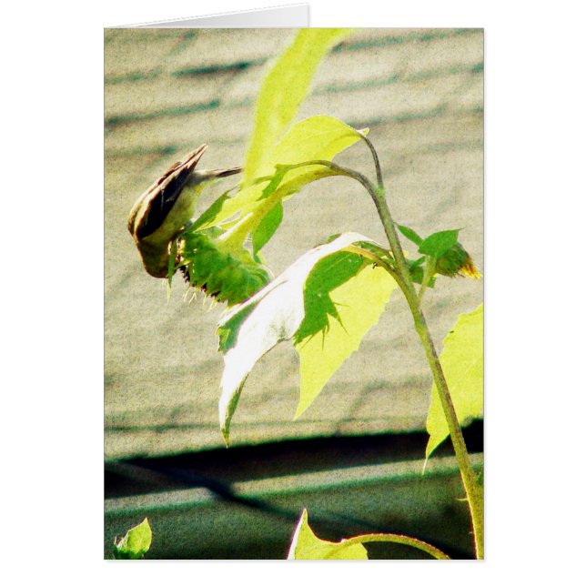 Golfinch and Sunflower (Front)