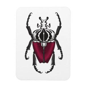 Goliath beetle magnet