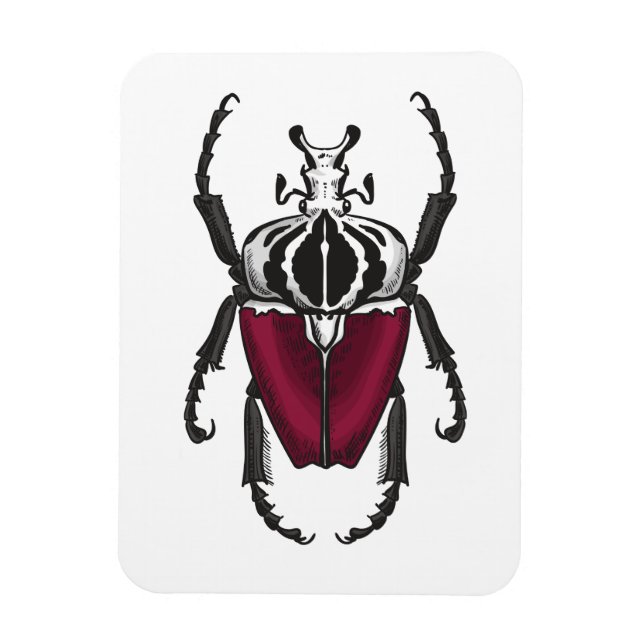 Goliath beetle magnet (Vertical)