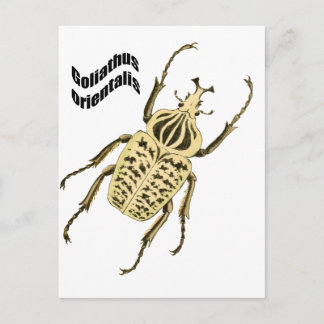 Goliathus orientalis postcard