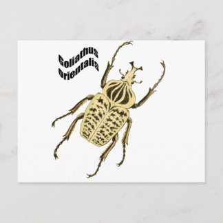 Goliathus orientalis postcard