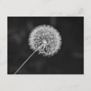 Gone to Seed Postcard