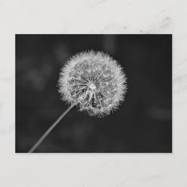 Gone to Seed Postcard (Front)