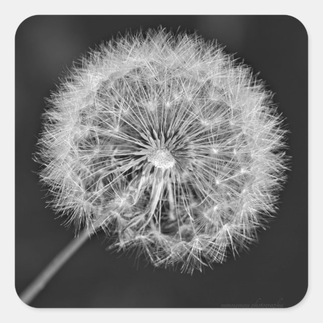 Gone to Seed Square Sticker (Front)