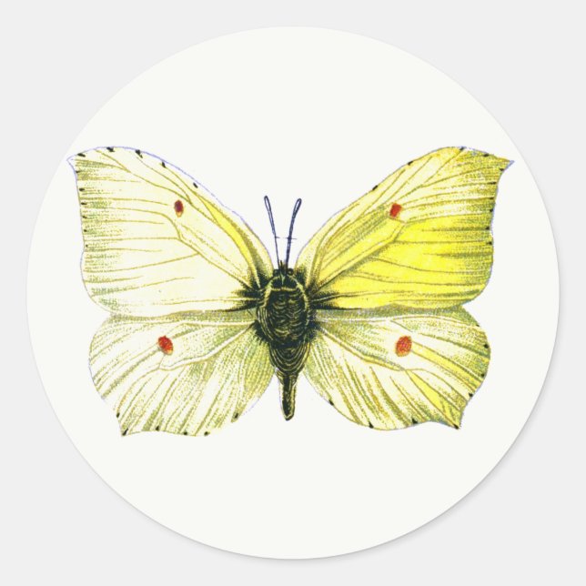 Gonepteryx rhamni - The Common Brimstone Butterfly Classic Round Sticker (Front)