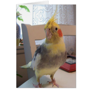 Good Bird
