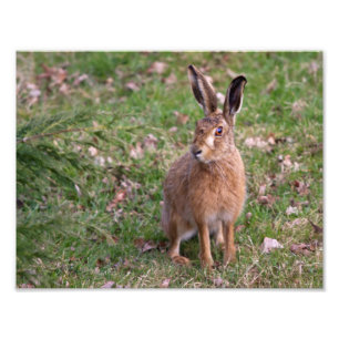 Good Hare Day Print